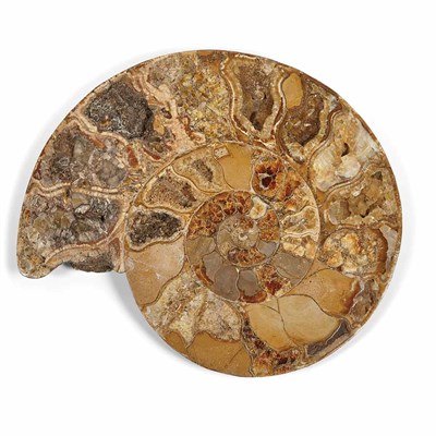 Lot 1096 - Ammonite Madagascar, Jurassic age, A very...