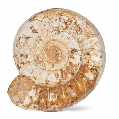 Lot 1097 - Perisphinctes Species Ammonite Tulear,...