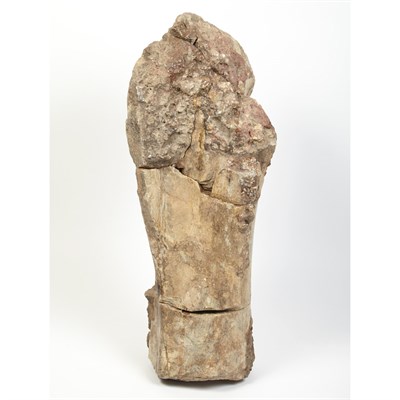 Lot 1098 - Camarasaurs Dinosaur Bone Hanksville, Utah,...