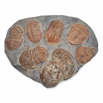 Lot 1089 - Cambropallas Telesto Trilobite Plate Morocco...