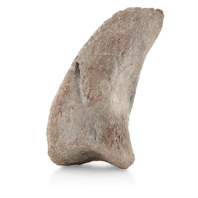 Lot 1102 - Bothriospondylus Madagascariensis Dinosaur...
