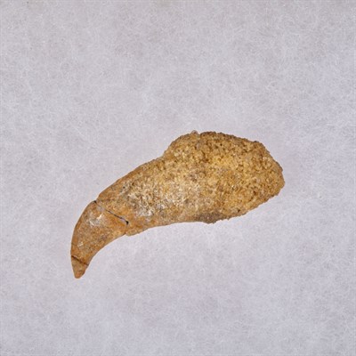 Lot 1109 - Ptesasaur Wing Claw Rhamphorhynchus Cretaceous...
