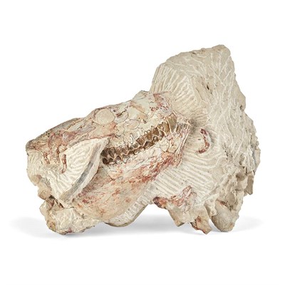 Lot 1122 - Merycoidodon Culbertsoni Oreodont Skull...