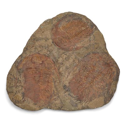 Lot 1088 - Acadoparadoxides Nobilis Trilobite Plate...