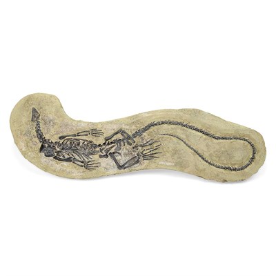 Lot 1092 - Claudiosaurus Permian Reptile Madagascar One...
