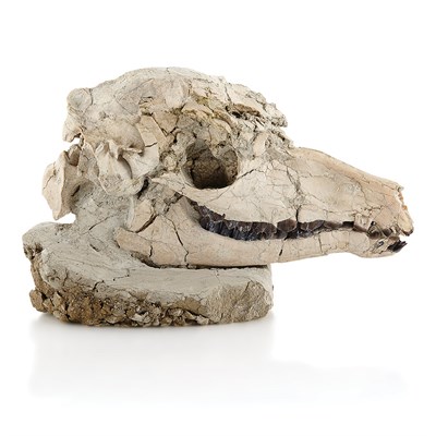 Lot 1121 - Poebrotherium Camel Skull Brule Formation,...
