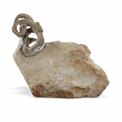 Lot 1100 - Asteriacites Fossil Fish Gunlock, Utah, middle...