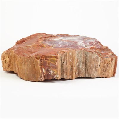 Lot 1093 - Araucarioxylon Arizonicum Petrified Wood Round...