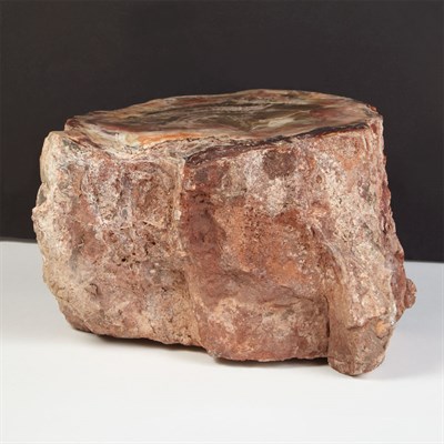 Lot 1101 - Polished Petrified Wood Specimen Paria, Utah,...