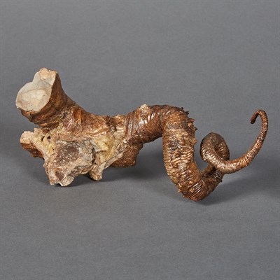 Lot 1108 - Didymoceras Stevensoni Ammonite Pierre Shale...