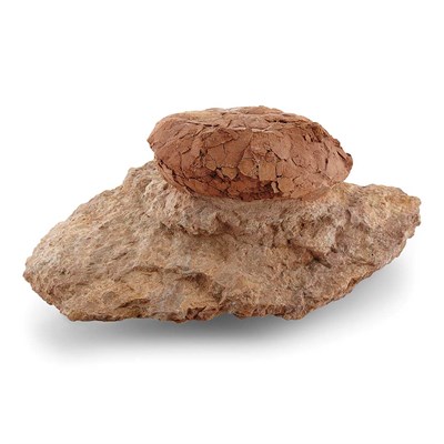Lot 1106 - Hypselosaurus Priscus Titanosaur Species...