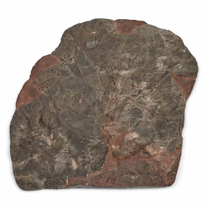 Lot 1090 - Scyphocrinus Elegans Mass Mortality Crinoid...