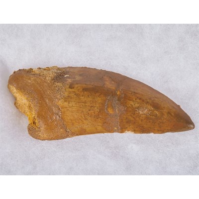 Lot 1105 - Carcharodontosaurus Saharicus Dinosaur Tooth...
