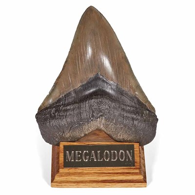 Lot 1125 - Carcharocles Megalodon Fossil Shark's Tooth...