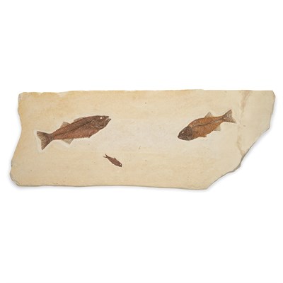 Lot 1118 - Fossil Fish Plate Warfield Quarry, Green River,...