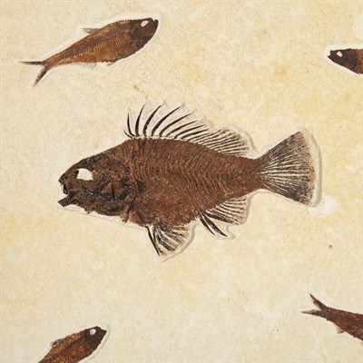 Lot 1117 - Fossil Fish Plate Warfield Quarry, Green River,...