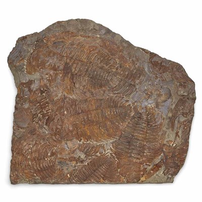 Lot 1091 - Acadoparadoxides Briareus Trilobite Plate The...