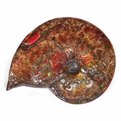 Lot 1103 - Placenticeras Meeki Gem Ammonite Bear Paw...