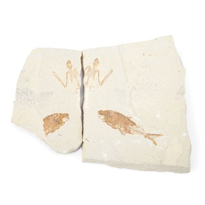 Lot 1116 - Icaronycteris Index Fossil Bat Kemmerer...