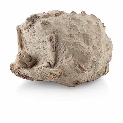 Lot 1120 - Stylemys Nebrascensis Badlands, South Dakota,...