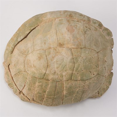 Lot 1119 - Stylemys Nebrascensis Callings Ranch, Crawford,...