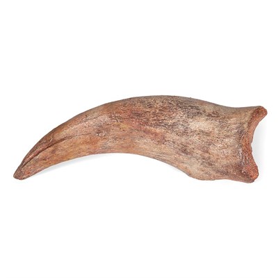 Lot 1111 - Carcharodontosaurus Therapod Dinosaur Claw Kem...