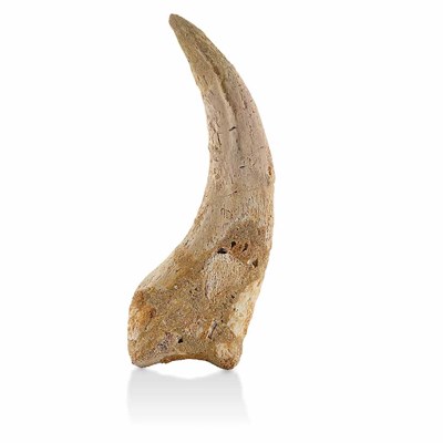Lot 1104 - Deltadromeus Agilis Fossil Raptor Claw Tegana...