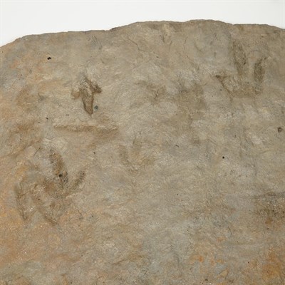 Lot 1095 - Grallator Dinosaur Trackway Portland Formation,...