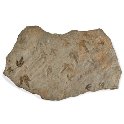 Lot 1094 - Grallator Dinosaur Trackway Portland Formation,...