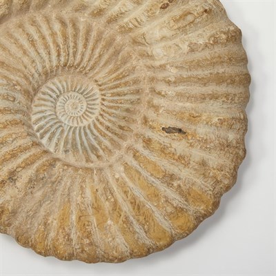 Lot 1128 - Ammonite Pair Attractive and decorative pair...