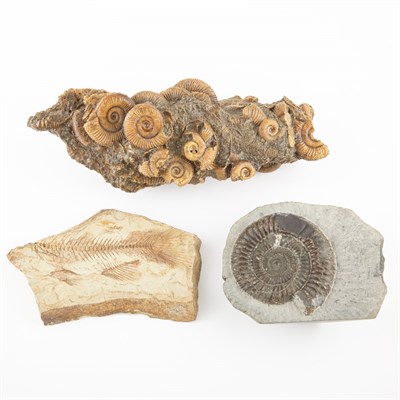 Lot 1127 - Group of Decorative Fossils Nice selection of...