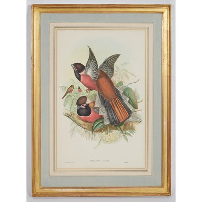 Lot 161 - J. Gould & H.C. Richter [BIRD STUDIES] Four...
