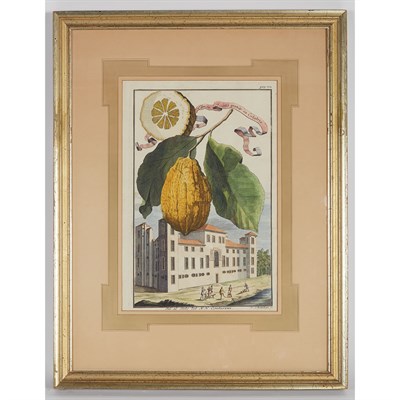 Lot 155 - Johann Christoph Volckamer (1644-1720) [PLANT...