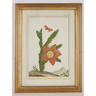 Lot 151 - Johann Wilhelm Weinmann (1683-1741) [PLANT...