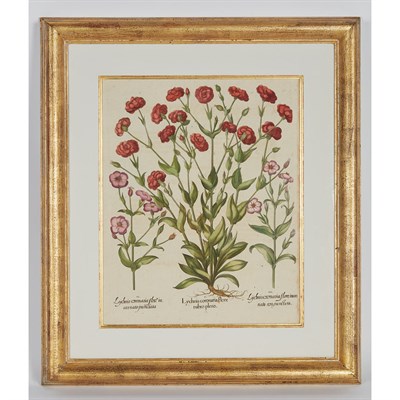 Lot 156 - Basilius Besler (1561-1629) [FLOWER STUDIES]...