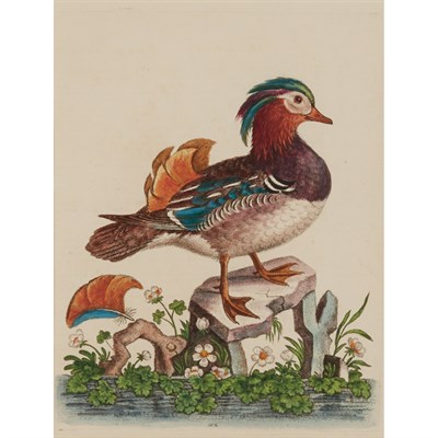 Lot 152 - George Edwards (1694-1773) [BIRD STUDIES] Six...