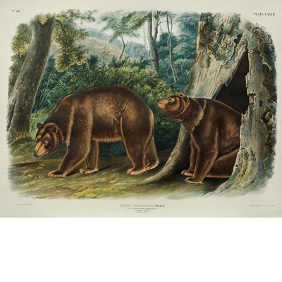 Lot 110 - After John James Audubon CINNAMON BEAR...