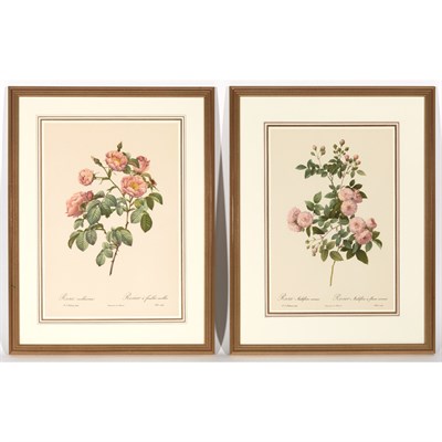Lot 119 - After Pierre-Joseph Redoute [ROSE STUDIES]...
