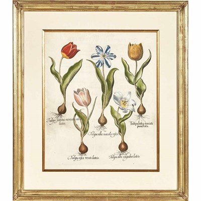Lot 268 - Basilius Besler (1561-1629) [FLOWER STUDIES]...