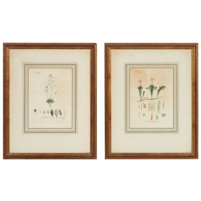 Lot 114 - Artist Unknown [PLANT STUDIES] Eight...