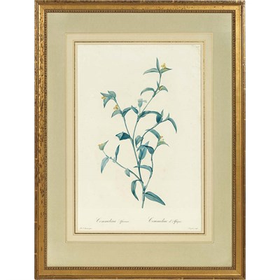 Lot 346 - After Pierre-Joseph Redoute (1759-1840)...