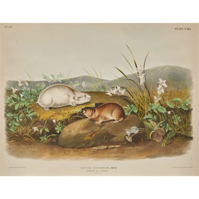 Lot 109 - After John James Audubon HARE SQUIRREL; LITTLE...