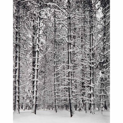Lot 497 - ADAMS, ANSEL (1902-1984) Pine Forest in Snow,...