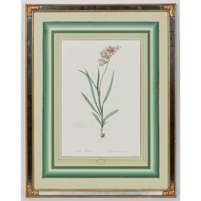 Lot 155 - After Pierre-Joseph Redoute IXIA HYALINA...