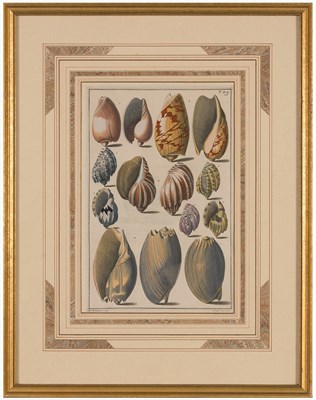 Lot 103 - After Giuseppe Menabuoni [SHELL STUDIES] Four...