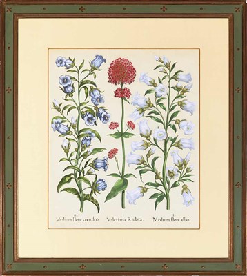 Lot 588 - Basilius Besler (1561-1629) HYACINTHUS...