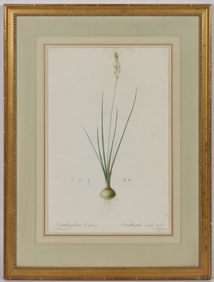 Lot 312 - After Pierre-Joseph Redoute (1759-1840)...
