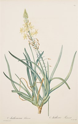 Lot 276 - REDOUTÉ, PIERRE-JOSEPH Approximately 54...