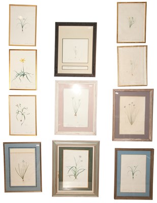 Lot 123 - Pierre-Joseph Redoute [PLANT STUDIES] Eleven...