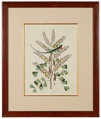 Lot 115 - Mark Catesby WAMPUM SNAKE AND WHITE LILY; THE...